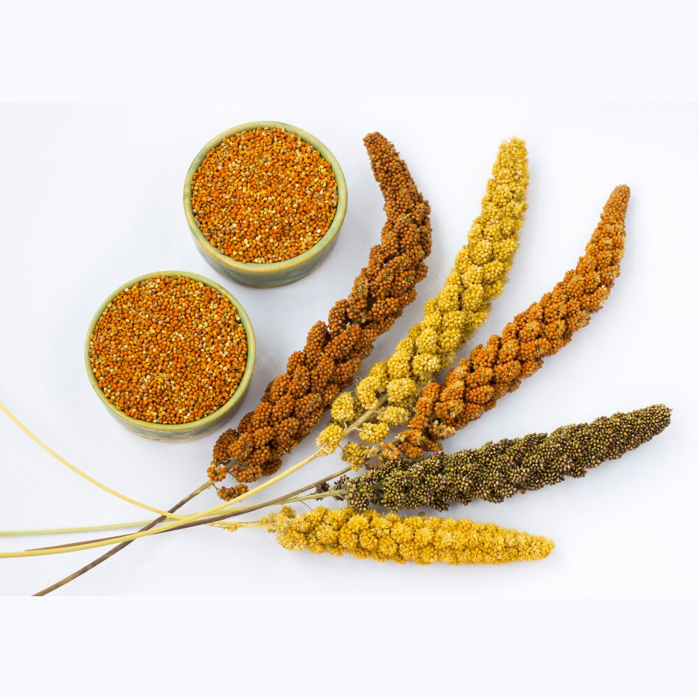 Sorghum